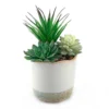 Dipped Ceramic Pot With Plant - Green -Garden Tool Shop 12833692 1344872070198494
