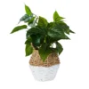 Plant In Two Tone Basket - White & Natural -Garden Tool Shop 12833704 1754831603452417