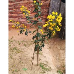 10 Pack Bamboo Canes - 1.5m/5ft -Garden Tool Shop 12885361 1704952637997305