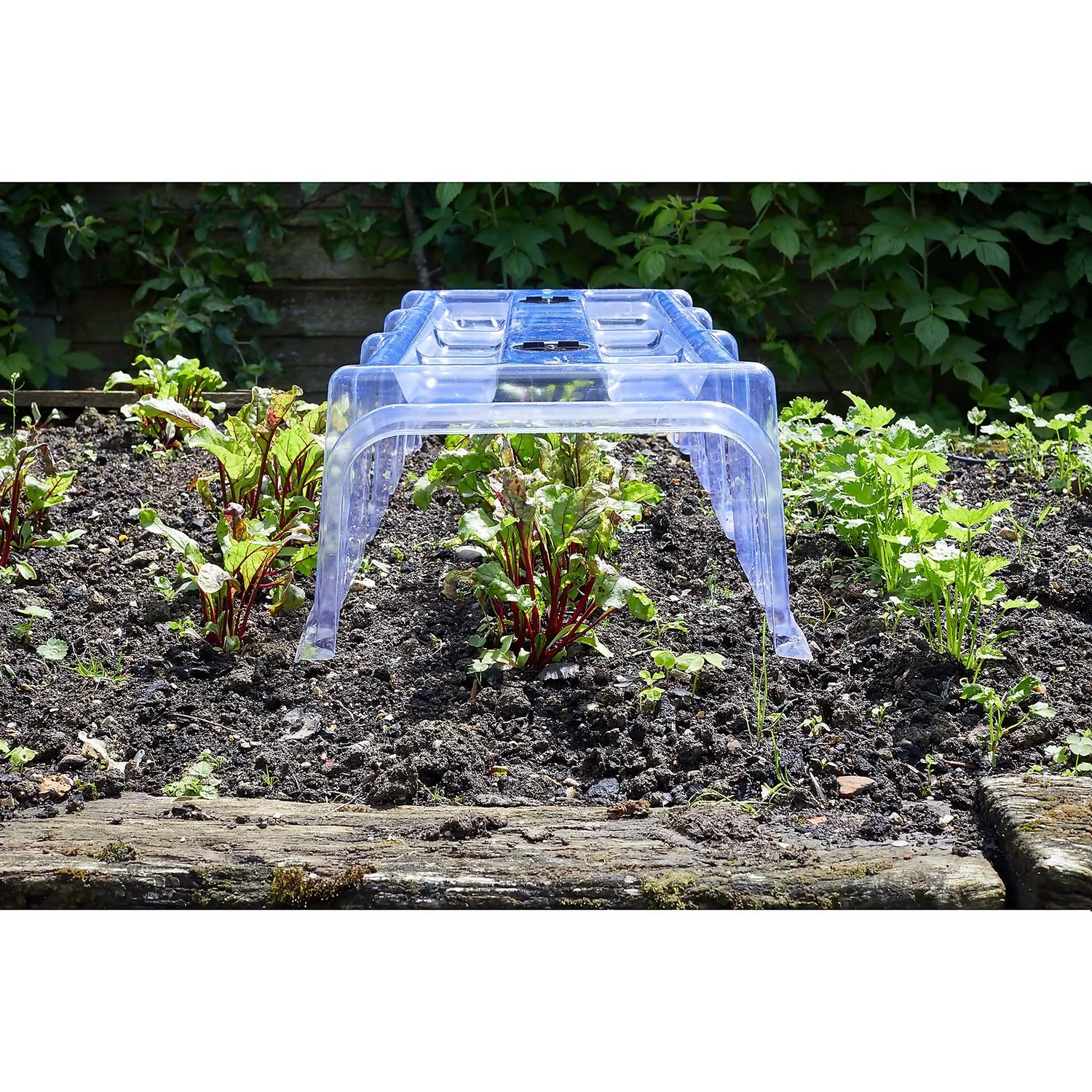 Smart Garden Large Garden Cloche 4 Smart Garden Large Garden Cloche - Image 2