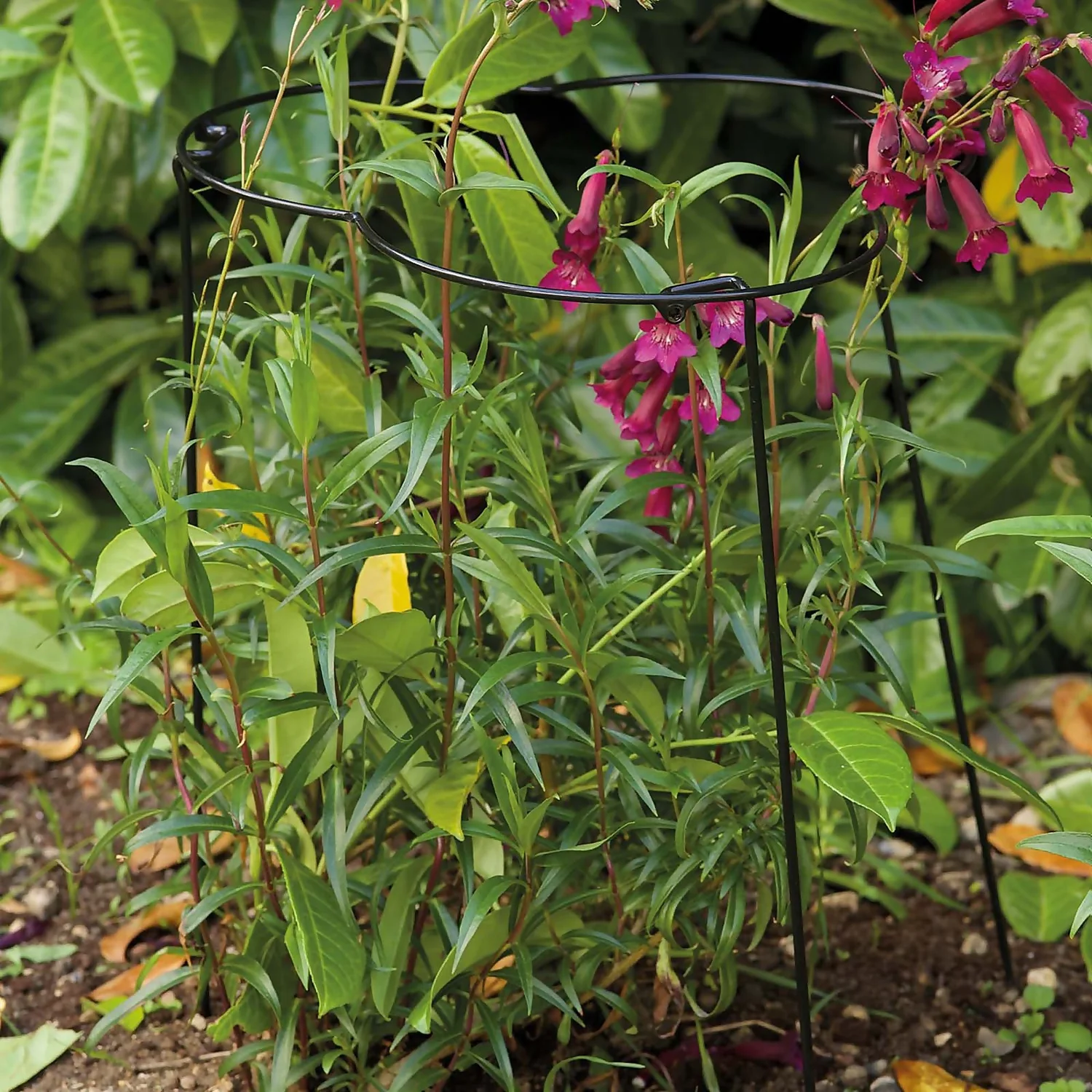 Smart Garden Flexiring Single 35cm With 60cm Legs 4 Smart Garden Flexiring Single 35cm With 60cm Legs - Image 2