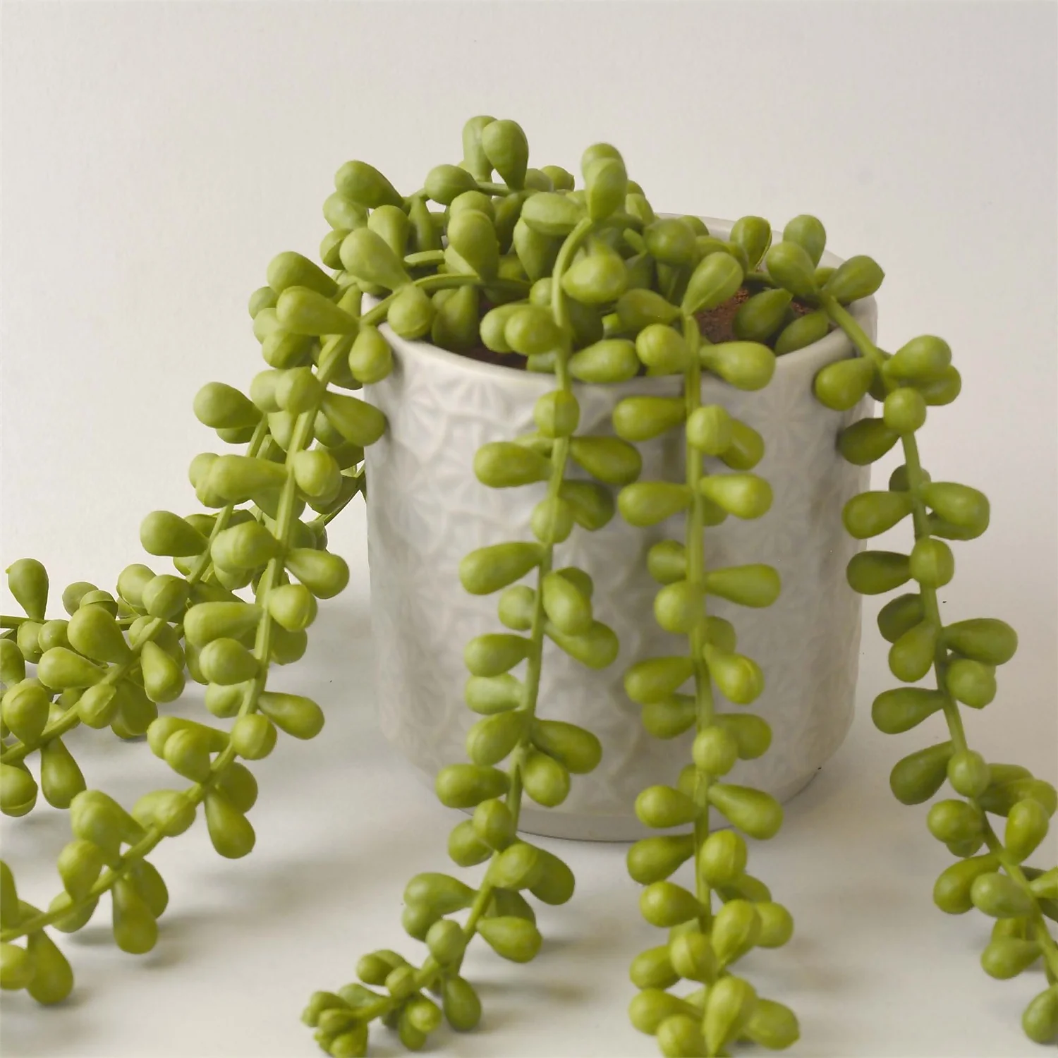 House Beautiful String Of Pearls In Ceramic Pot 4 House Beautiful String Of Pearls In Ceramic Pot - Image 2