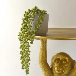 House Beautiful String Of Pearls In Ceramic Pot 9 House Beautiful String Of Pearls In Ceramic Pot -Garden Tool Shop 12890040 3924857412833165