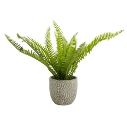 Maidenhair Fern In Ceramic Pot -Garden Tool Shop 12890042 1544868121170856
