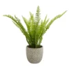 Maidenhair Fern In Ceramic Pot -Garden Tool Shop 12890042 9354868121093234