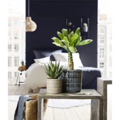 Scheurich Elna Yellow Ceramic Pot - 16cm 7 Scheurich Elna Yellow Ceramic Pot - 16cm -Garden Tool Shop 12912158 1254845868136031