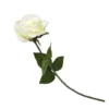 Rose - Cream -Garden Tool Shop 12913569 1064845852001881
