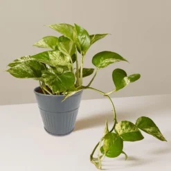 Ribbed Planter (3 Colour Mix) - 10cm -Garden Tool Shop 13193952 4854933496129094