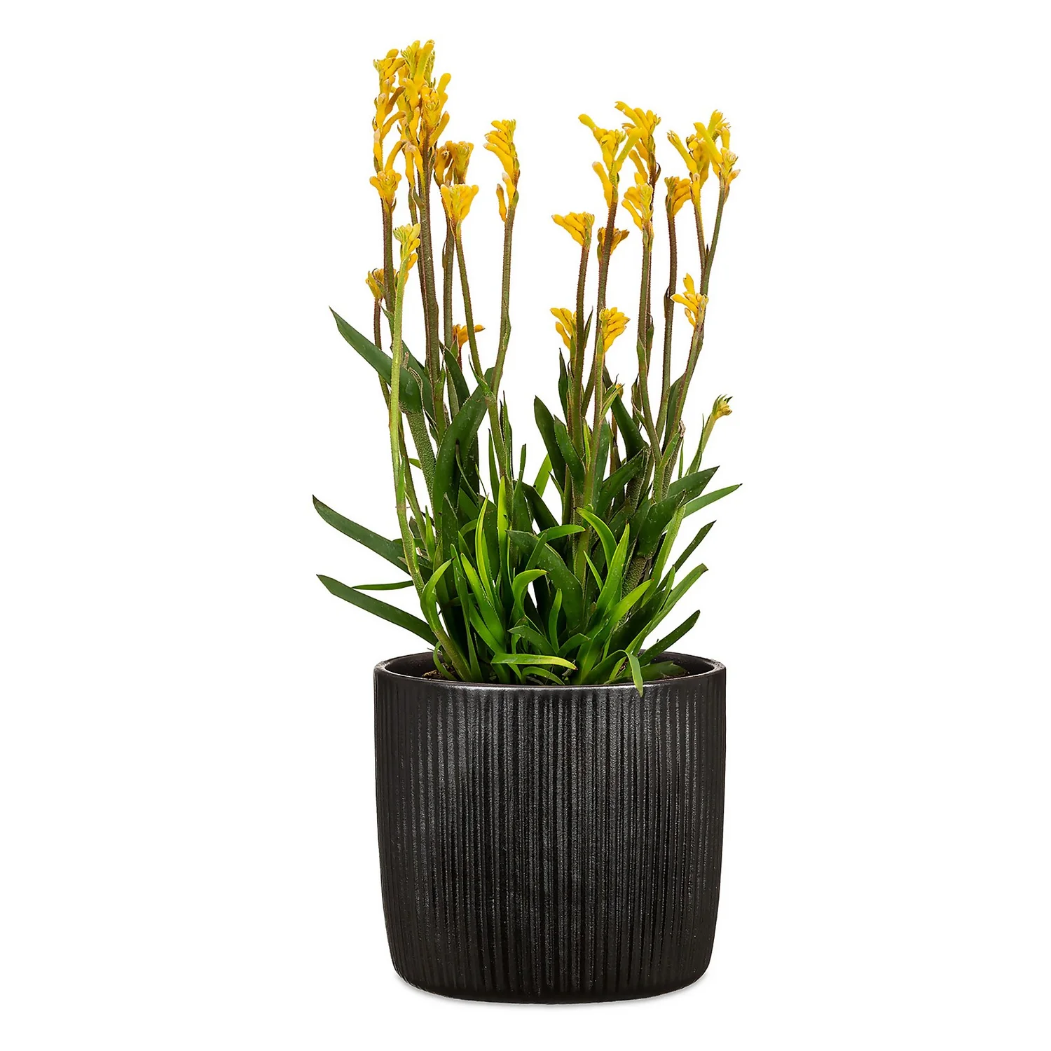 Black Ebano Plant Pot - 18cm 4 Black Ebano Plant Pot - 18cm - Image 2