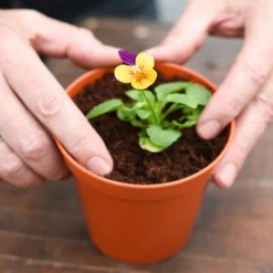 Coco & Coir Coco Grow+ Seed & Cutting Compost + 20% Perlite - 15L -Garden Tool Shop 13487127 4074919980845315