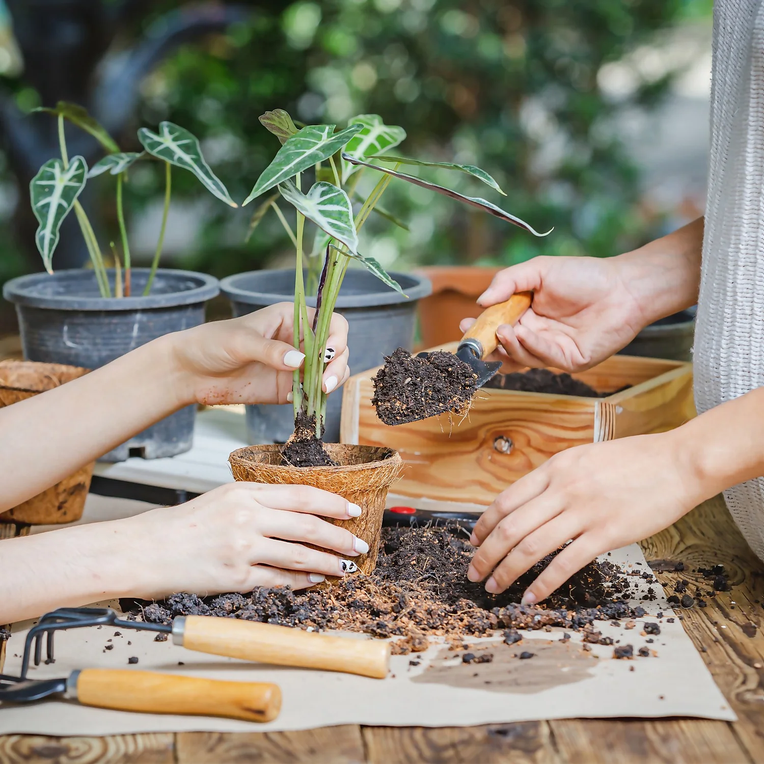 Coco & Coir Round Fibre Pot - 20cm 5 Coco & Coir Round Fibre Pot - 20cm - Image 3