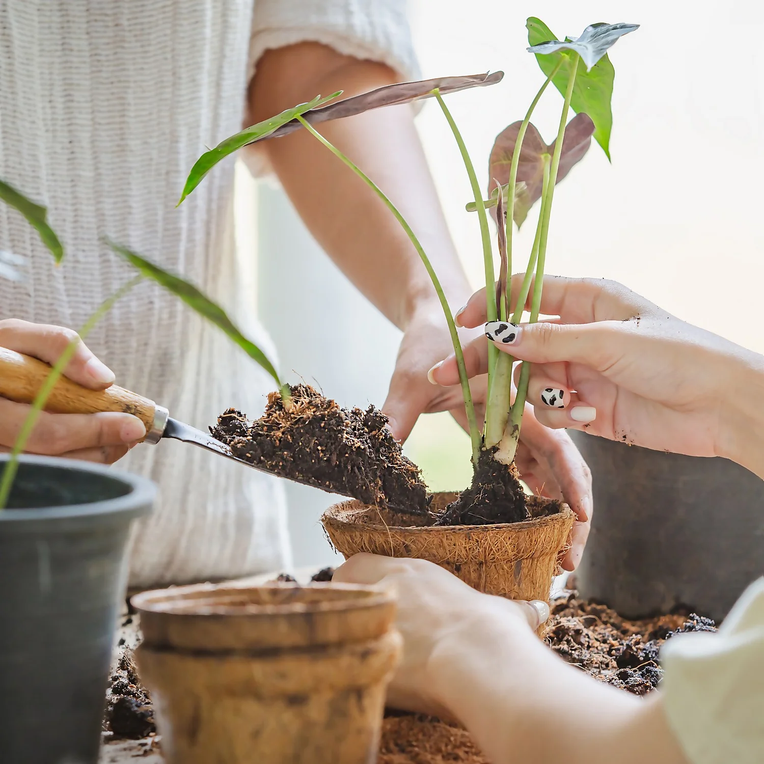 Coco & Coir Round Fibre Pot - 20cm 4 Coco & Coir Round Fibre Pot - 20cm - Image 2