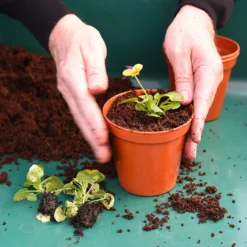 Coco & Coir Coco Boost All Purpose Compost With Added Nutrients - 15L -Garden Tool Shop 13487131 4394919981240271