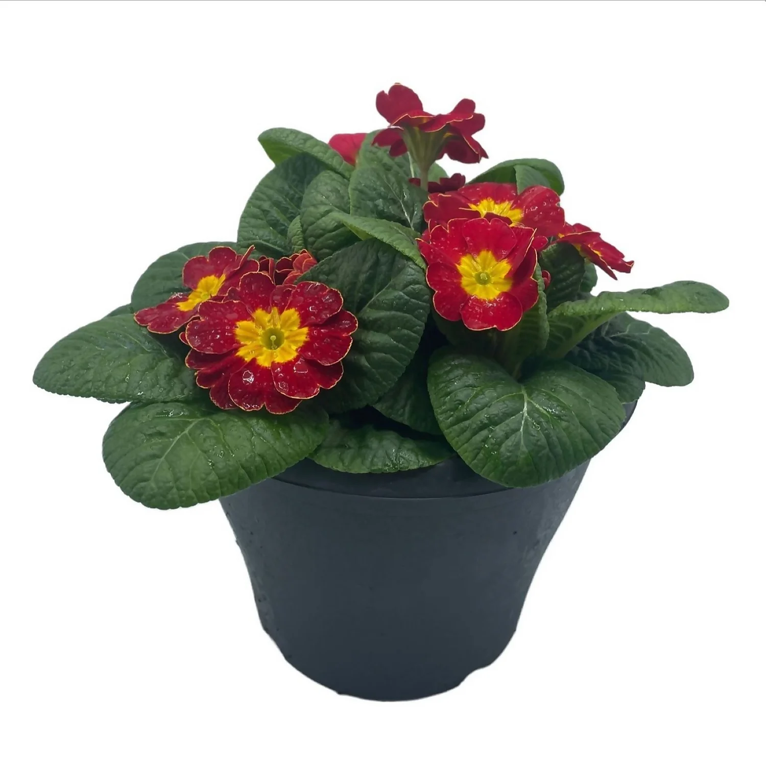 Ibiza Coloured Pot 21cm Primrose Spring 4 Ibiza Coloured Pot 21cm Primrose Spring - Image 2