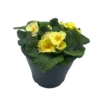 Ibiza Coloured Pot 21cm Primrose Spring -Garden Tool Shop 13515395 9235029448337795