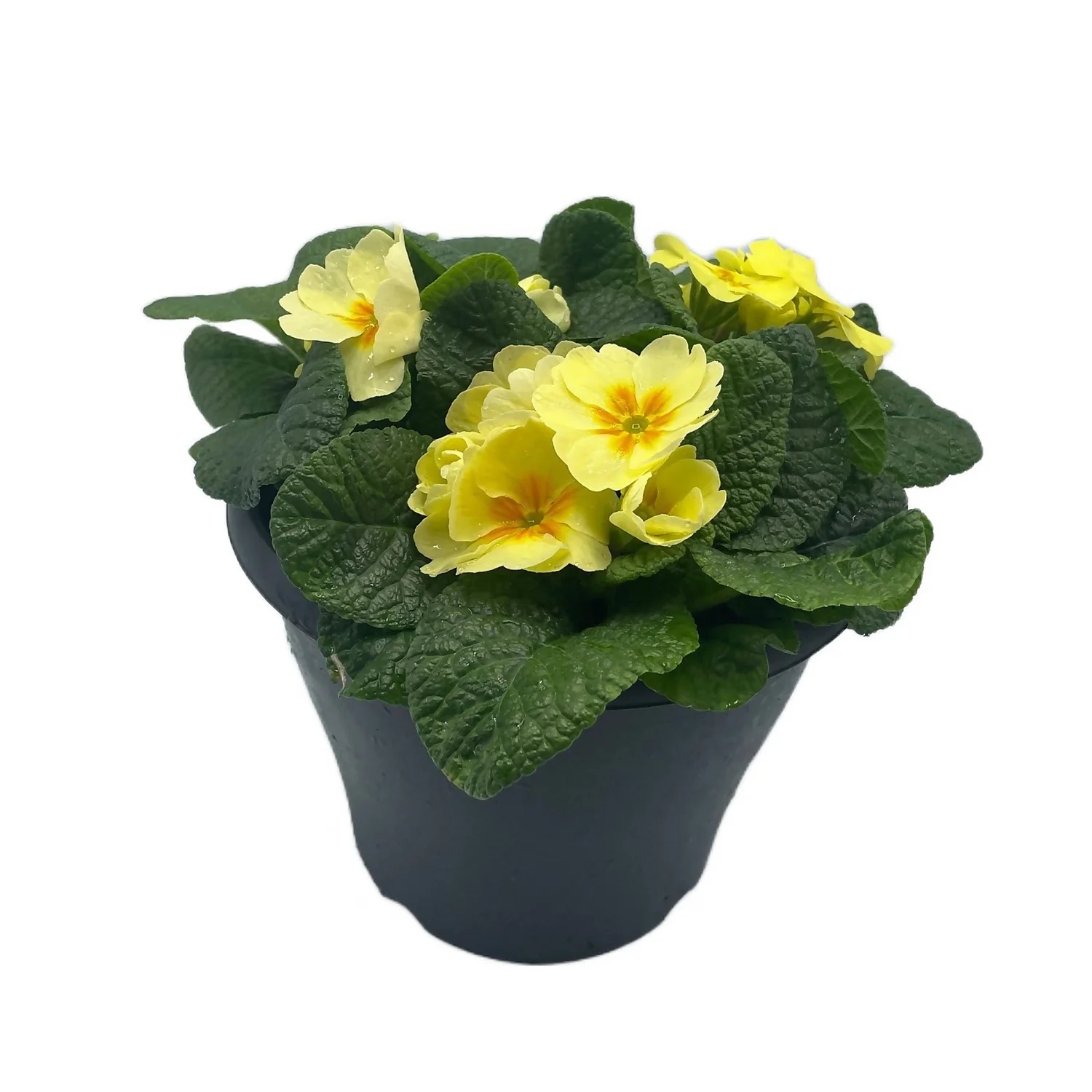 Ibiza Coloured Pot 21cm Primrose Spring 3 Ibiza Coloured Pot 21cm Primrose Spring